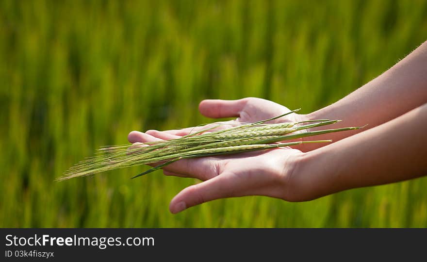 Symbolic gesture suggesting fertility, plenitude, health. Woman hands holding unripe barley ears in a lovely barley field lit by summer sunshine