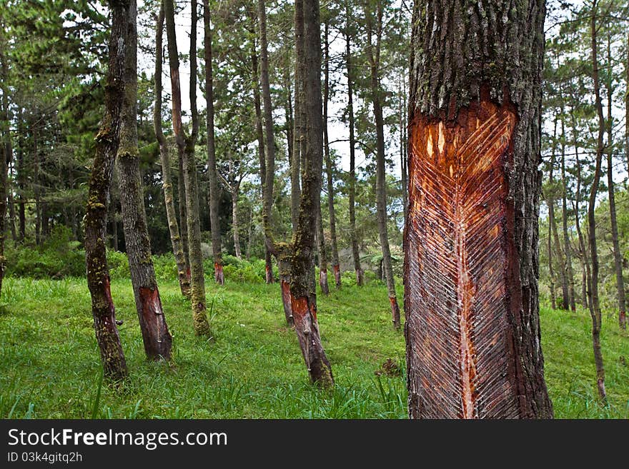 Rubber Tapping Rows