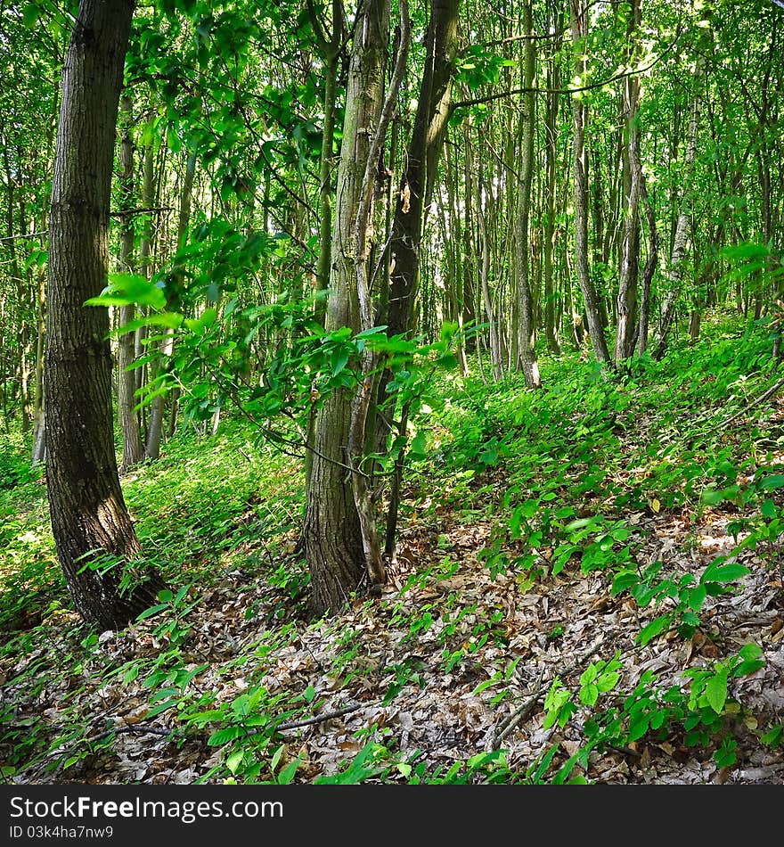 Understory in summer