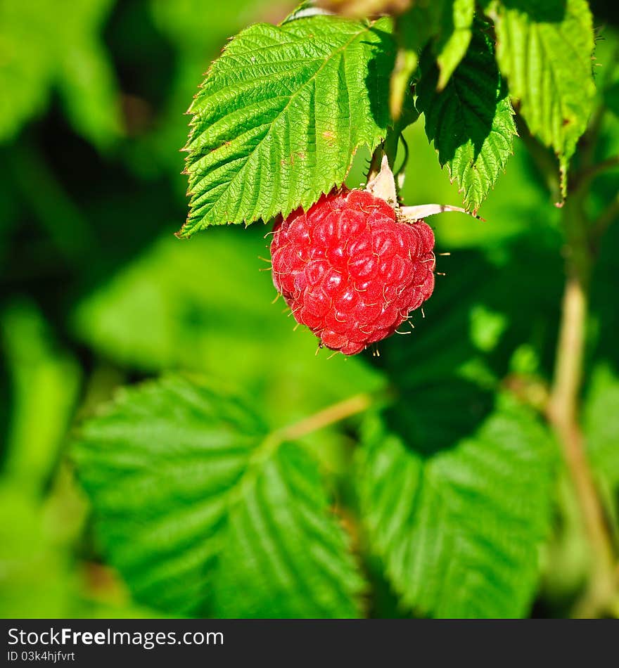 Rubus idaeus (Red Raspberry; occasionally as European Raspberry, Framboise, or simply Raspberry) is a red-fruited species of Rubus native to Europe and northern Asia and commonly cultivated in other temperate regions. Rubus idaeus (Red Raspberry; occasionally as European Raspberry, Framboise, or simply Raspberry) is a red-fruited species of Rubus native to Europe and northern Asia and commonly cultivated in other temperate regions.