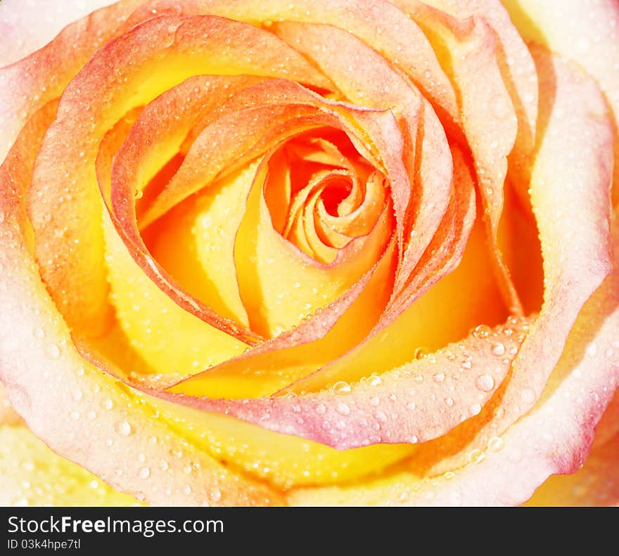 Beautiful orange rose with water dews background. Beautiful orange rose with water dews background.