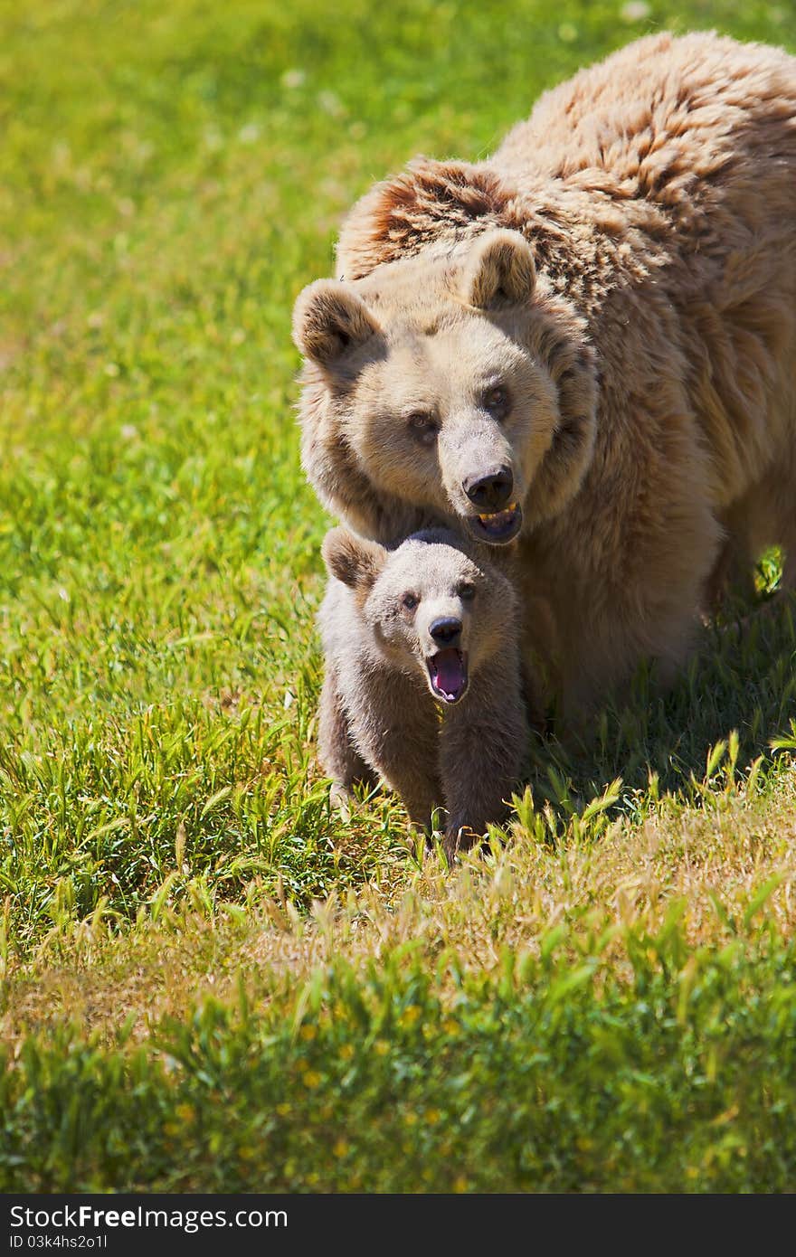 Mother bear and her cub walking through a meadow on a sunny summer day. Mother bear and her cub walking through a meadow on a sunny summer day