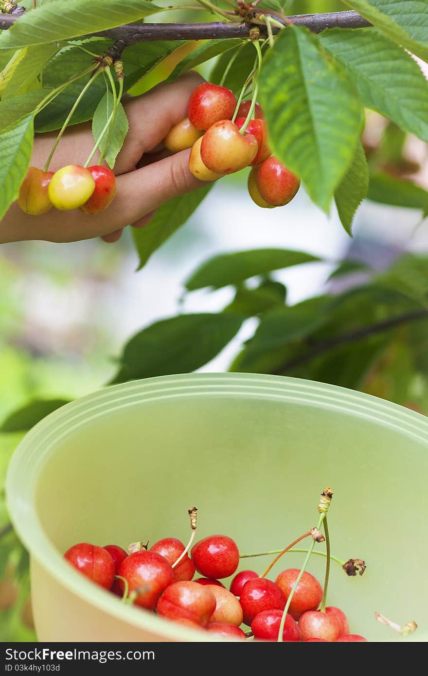 Picking ripe rainier cherries and putting them in the bowl. Picking ripe rainier cherries and putting them in the bowl