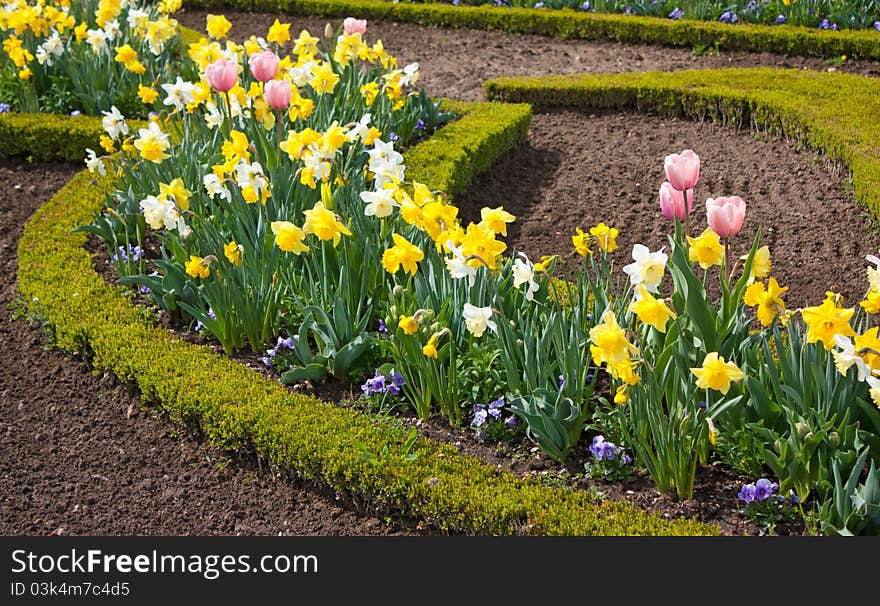 Colorful garden in spring, with tulips, narciss, shrub. Colorful garden in spring, with tulips, narciss, shrub