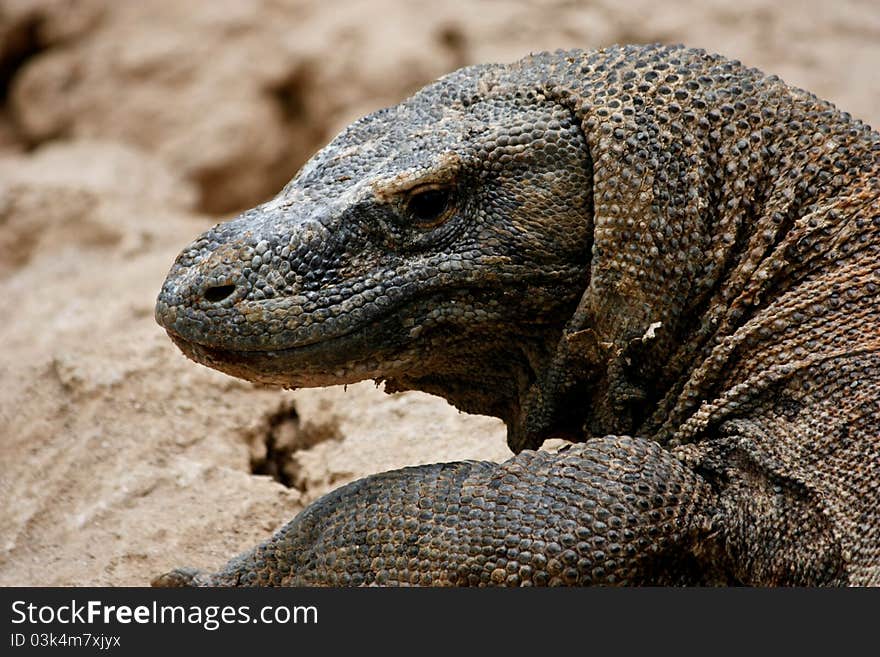 An almost extinct komodo in indonesia