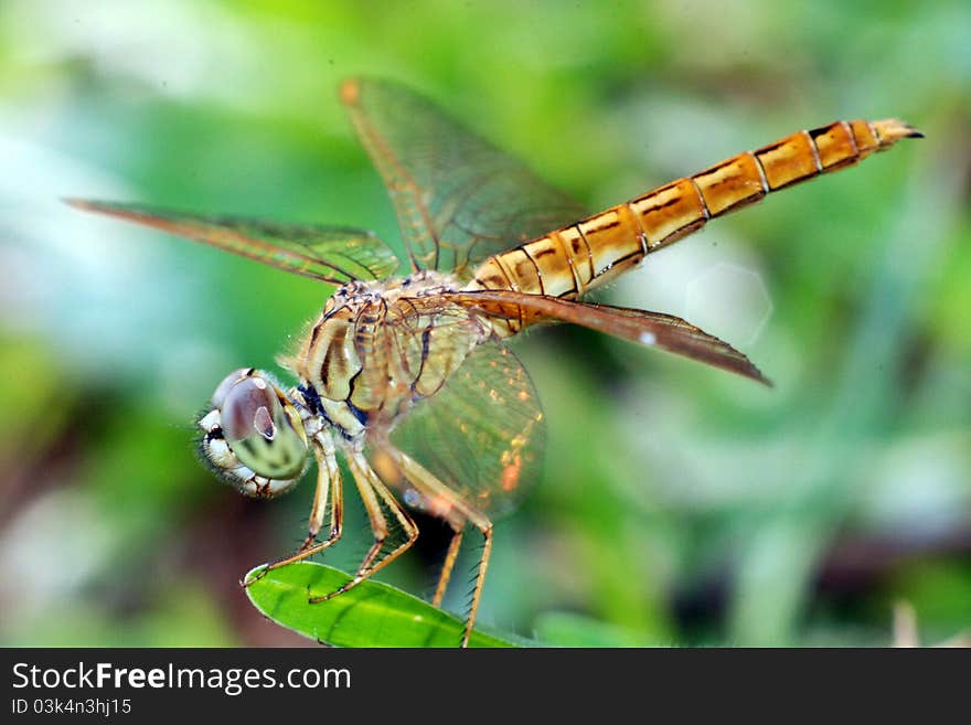 Closed up shot of dragonfly