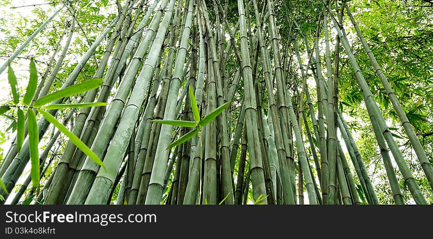 The bamboo groves in a garden