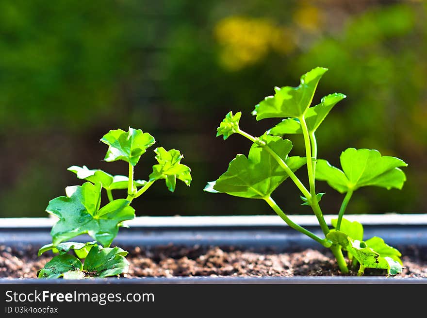 Fresh green plant in pot with blurry background