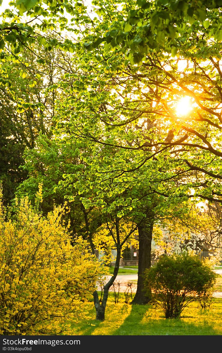 Beautiful sunset in park with rays of sun