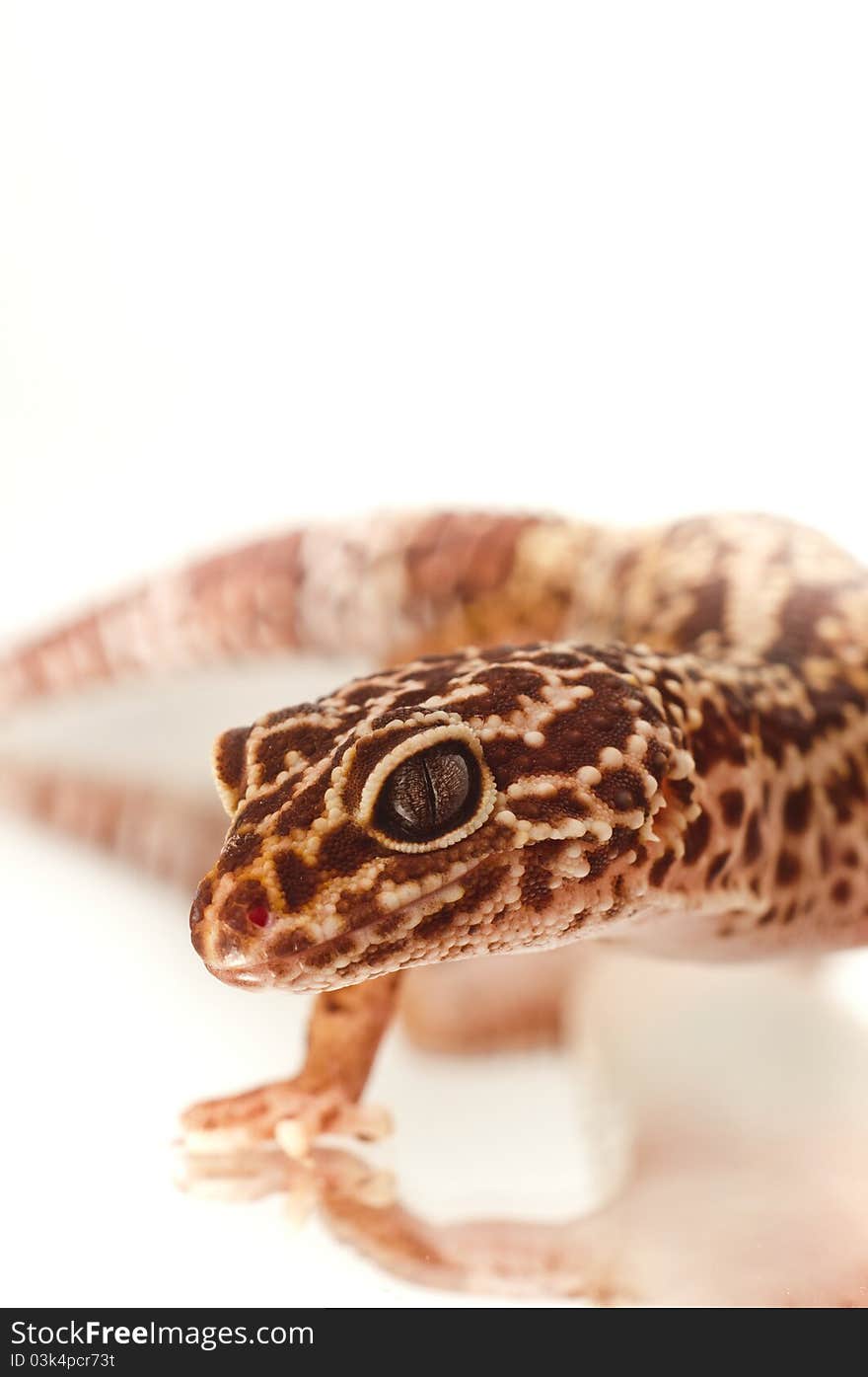 Young leopard gecko isolated on white