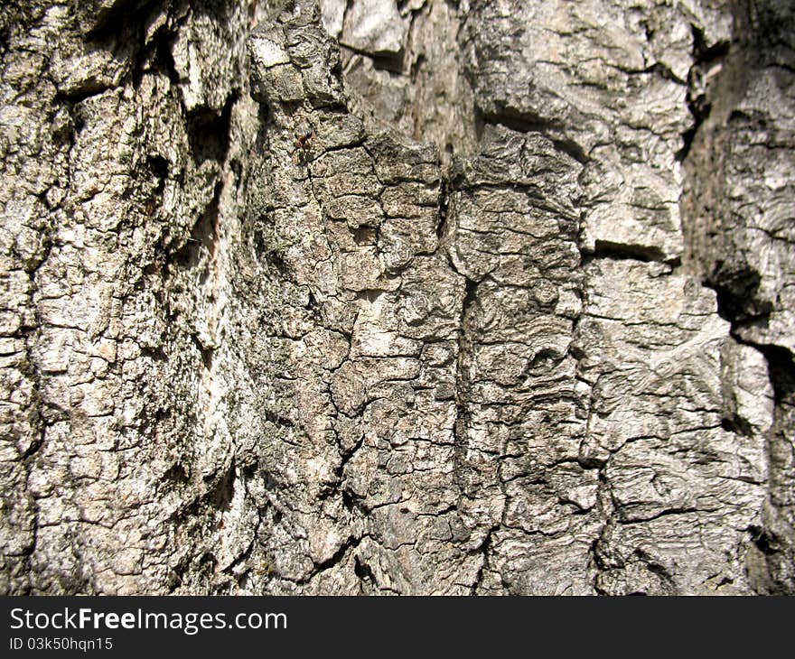This is structure of  bark of a tree. Close-up. This is structure of  bark of a tree. Close-up