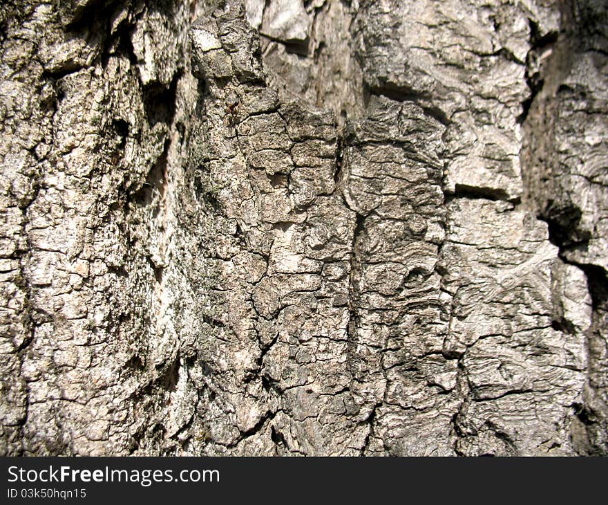 Structure of bark of a tree