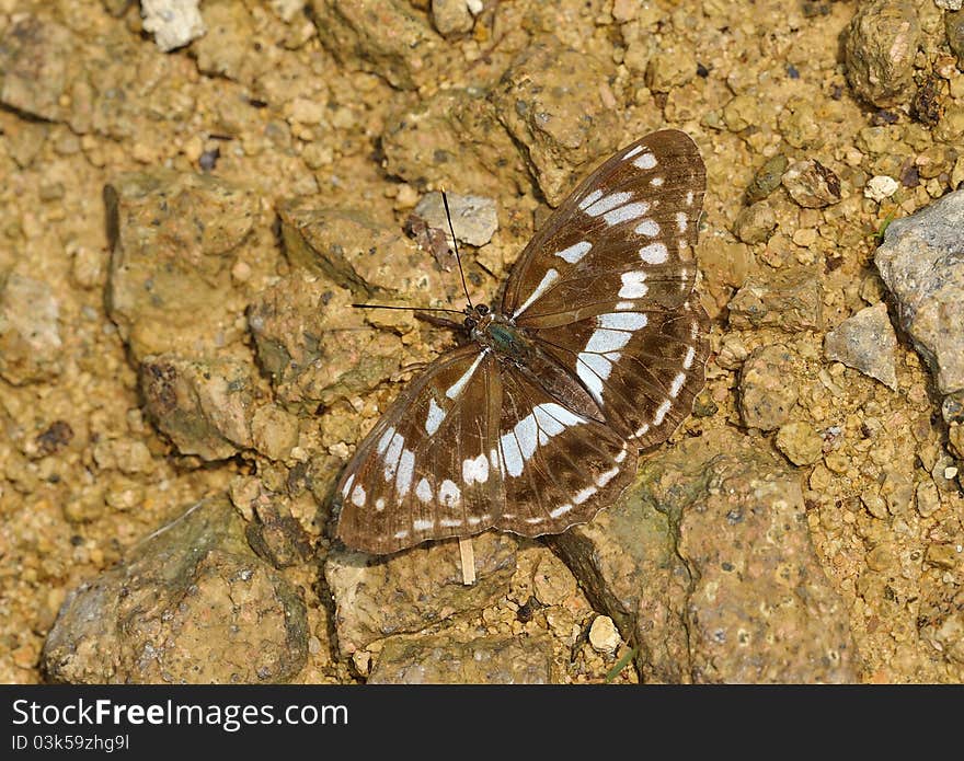 In June photographs in the Chinese Zhejiang Province, the elevation 650 meters, noon, sunlight perpendicular incidence, butterfly rest in roadside. In June photographs in the Chinese Zhejiang Province, the elevation 650 meters, noon, sunlight perpendicular incidence, butterfly rest in roadside.