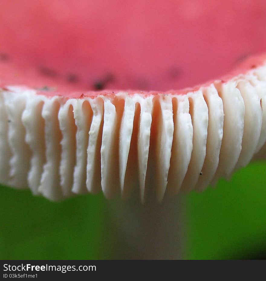 Very unique red and white mushroom.