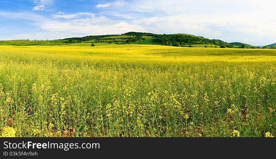 Field Of Brassica Napus