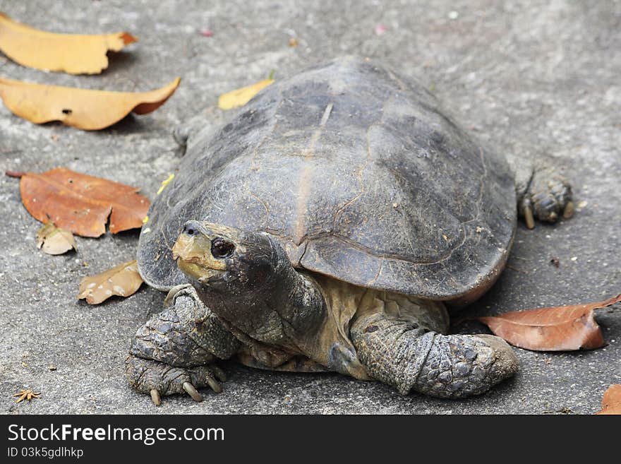 A tortoise which lived in an kusu island with a handmade shelter represent the form of the tortoise itself. A tortoise which lived in an kusu island with a handmade shelter represent the form of the tortoise itself