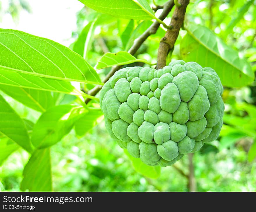 Custard apple growing on tree in nature