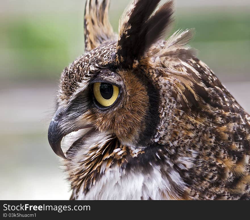 Closeup profile of a great horned owl