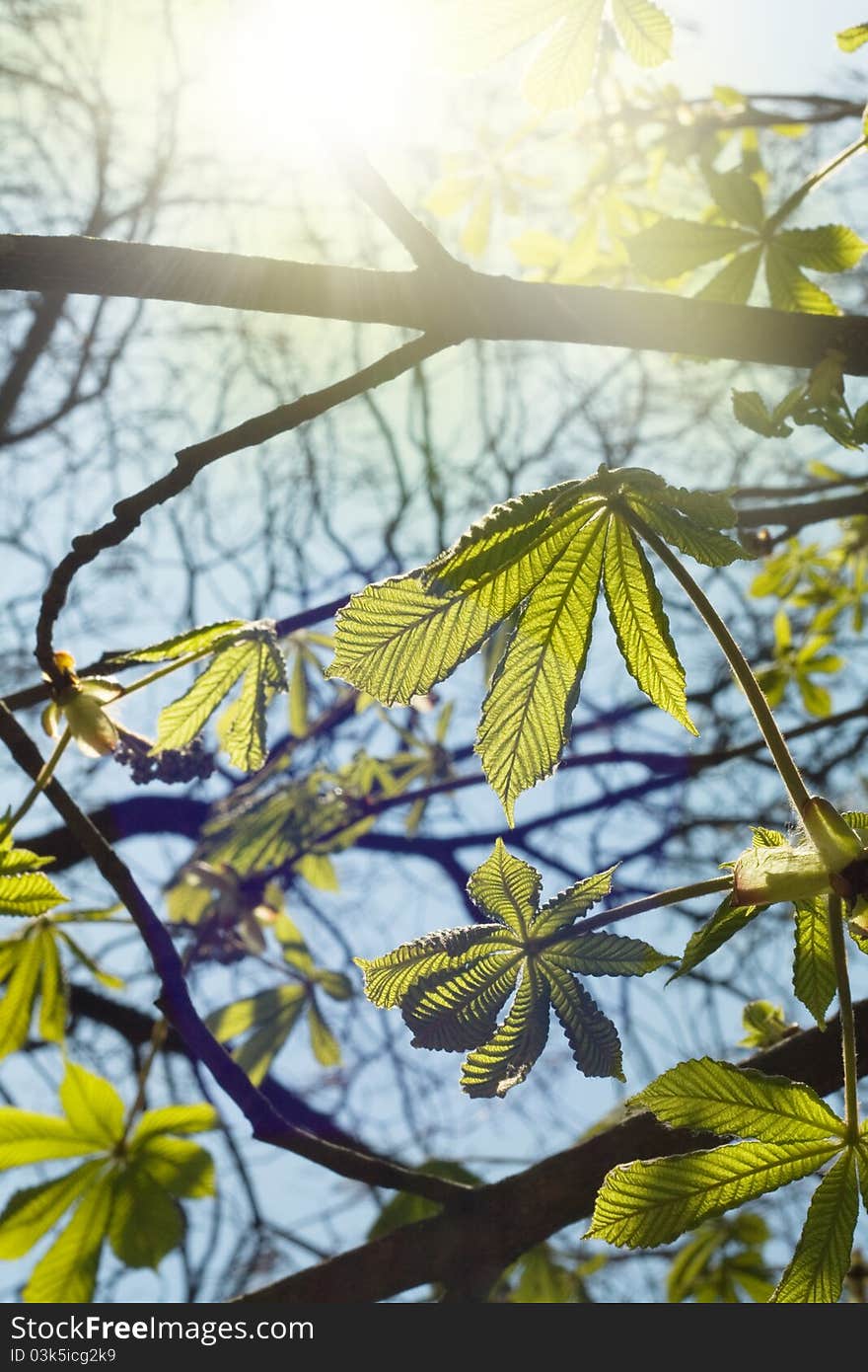 Sun beams in green leaves. Spring