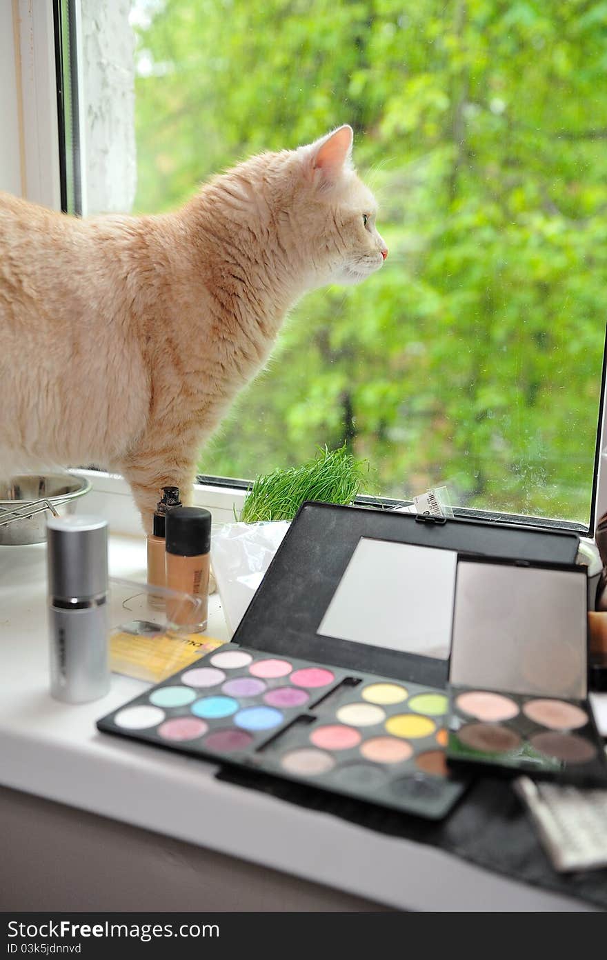 Makeup And Cat