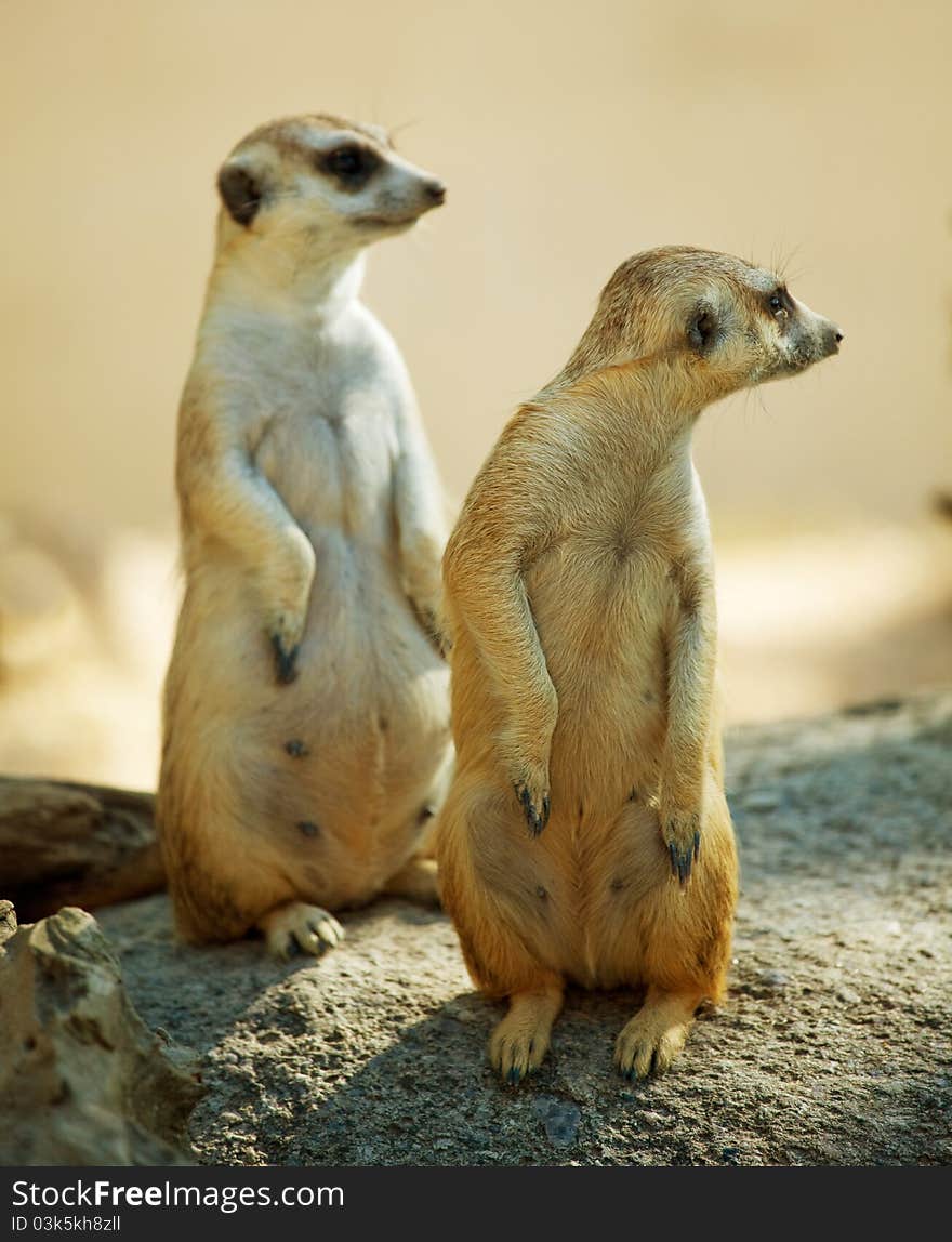 Two Meerkat standing in africa