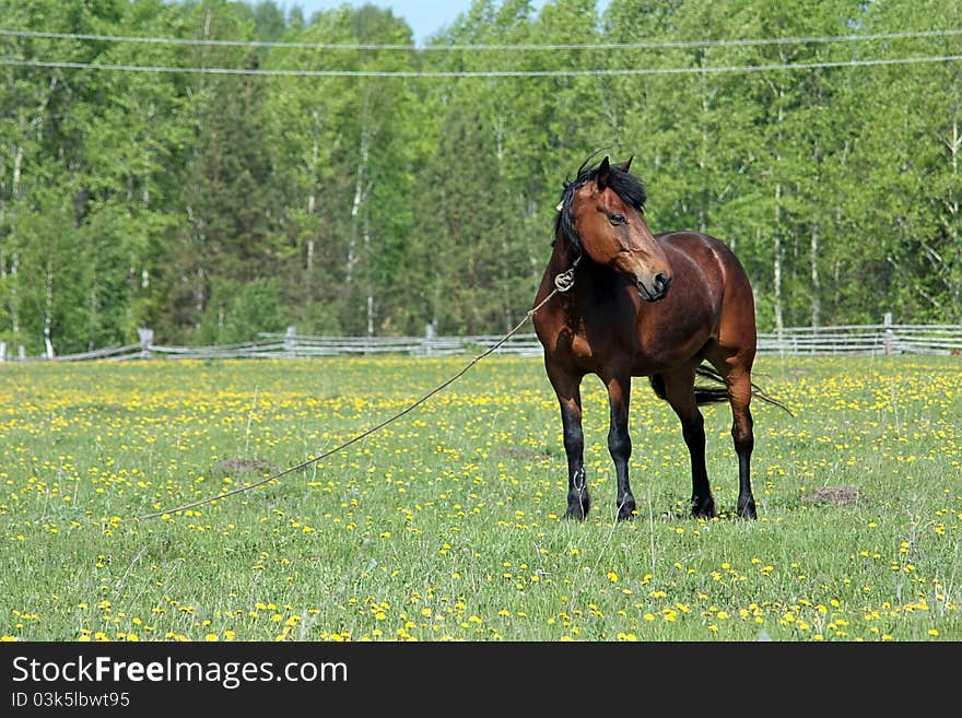 The Brown Horse Costs(stands) Adhered On A Pasture