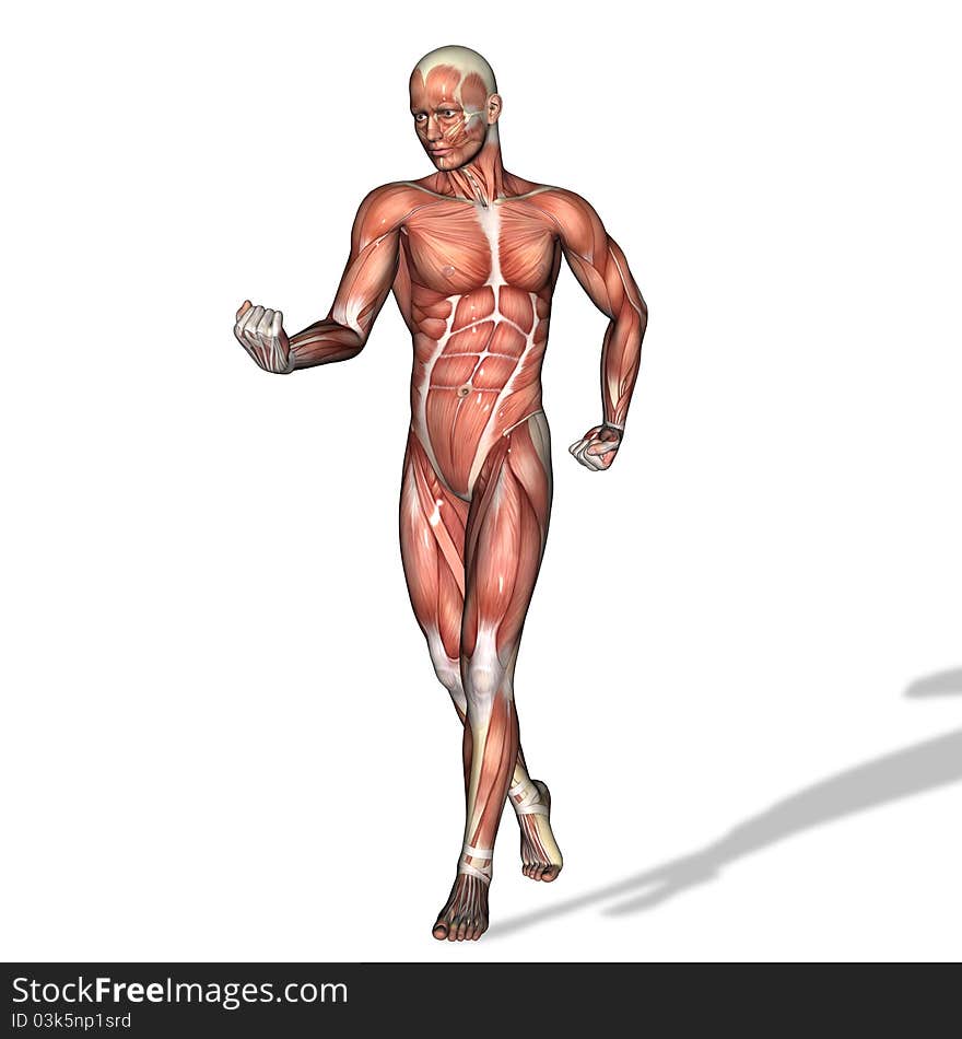 Male Musculature