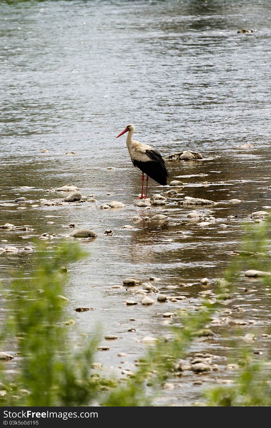 White stork