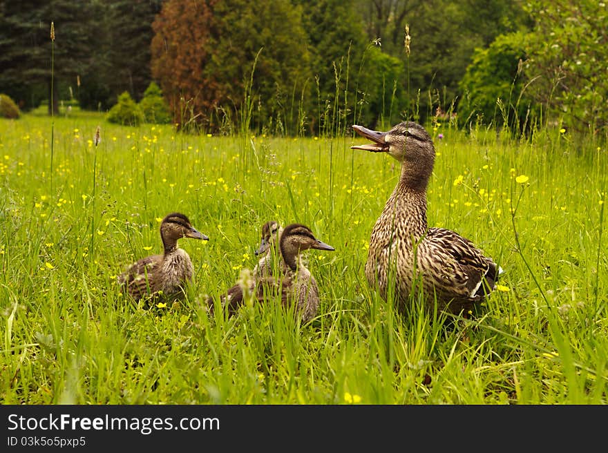 Mallard duck and baby ducklings. Mallard duck and baby ducklings