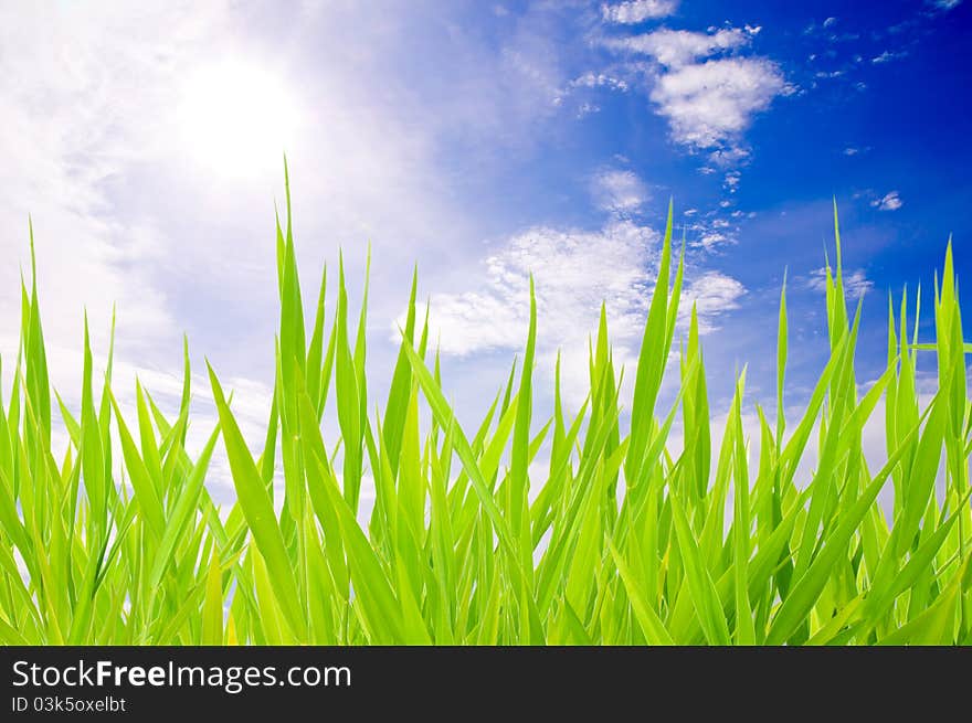 Green grass on blue sky background. Green grass on blue sky background