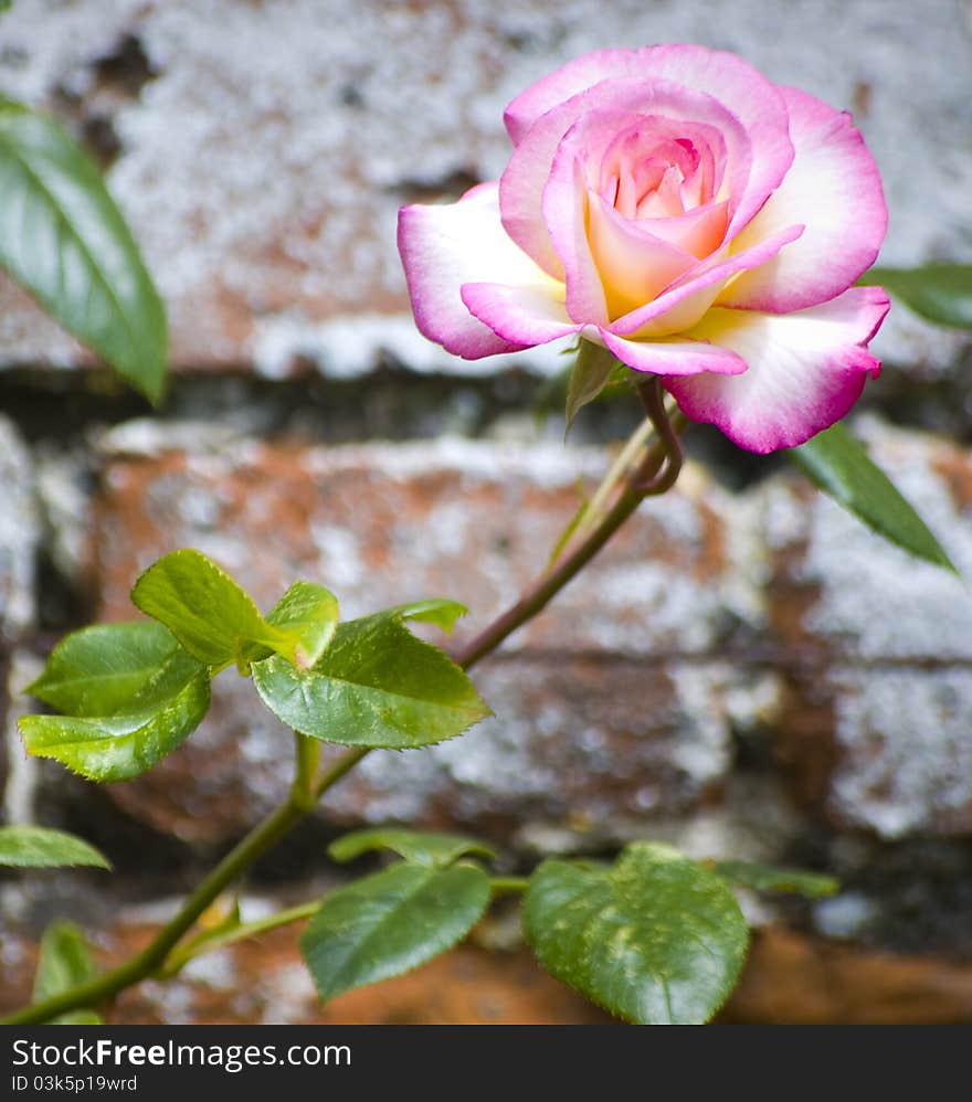 Rose against Brick Wall