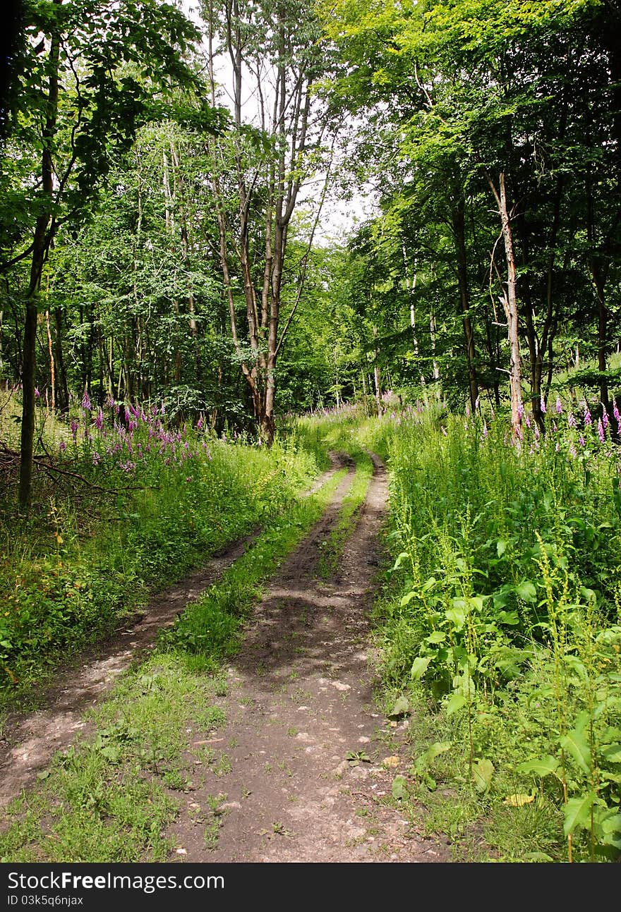 English Woodland Track with Foxgloves growing on either side. English Woodland Track with Foxgloves growing on either side