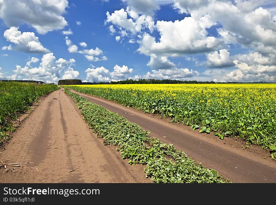 Summer landscape.