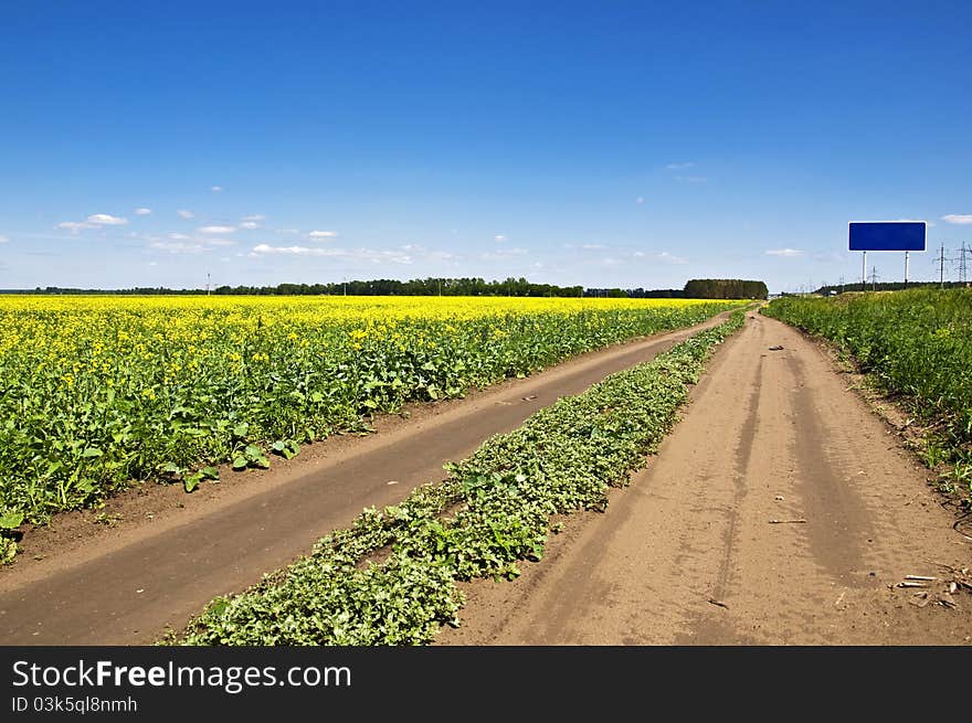 Summer landscape.