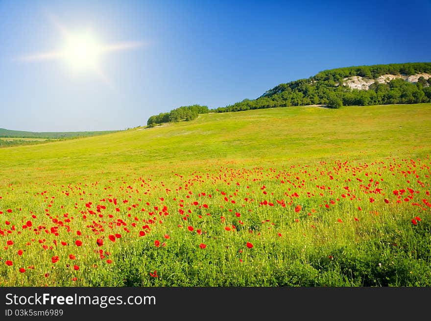 Big field of flowers on sunrise.