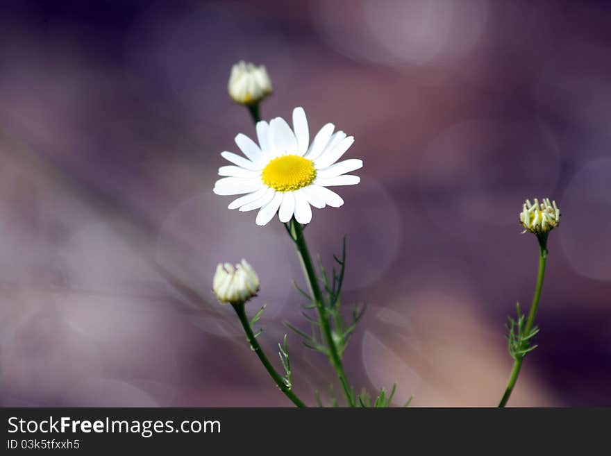 Daisy flowers on the water background