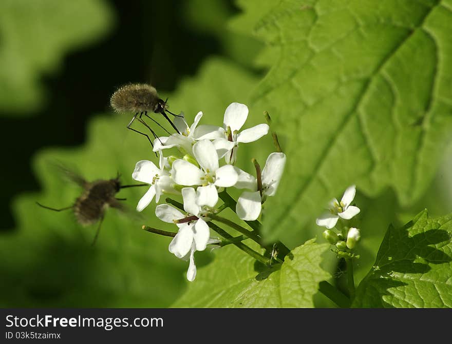 Image of two insects on the flowers. Image of two insects on the flowers