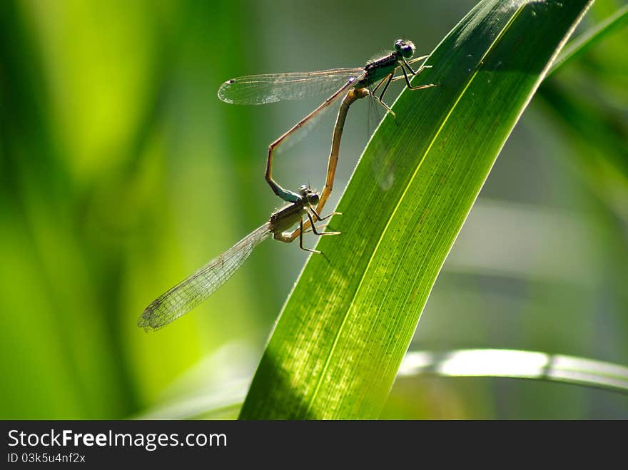 Picture of two dragonflies on a green leaf