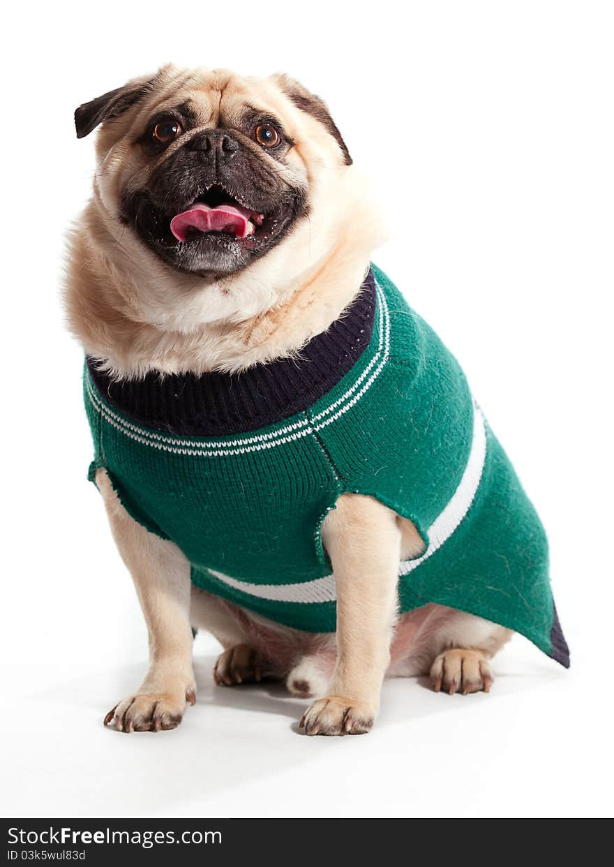 Sweater Pug