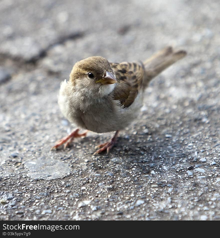 A bird in the hand is worth two in the bush. A bird in the hand is worth two in the bush