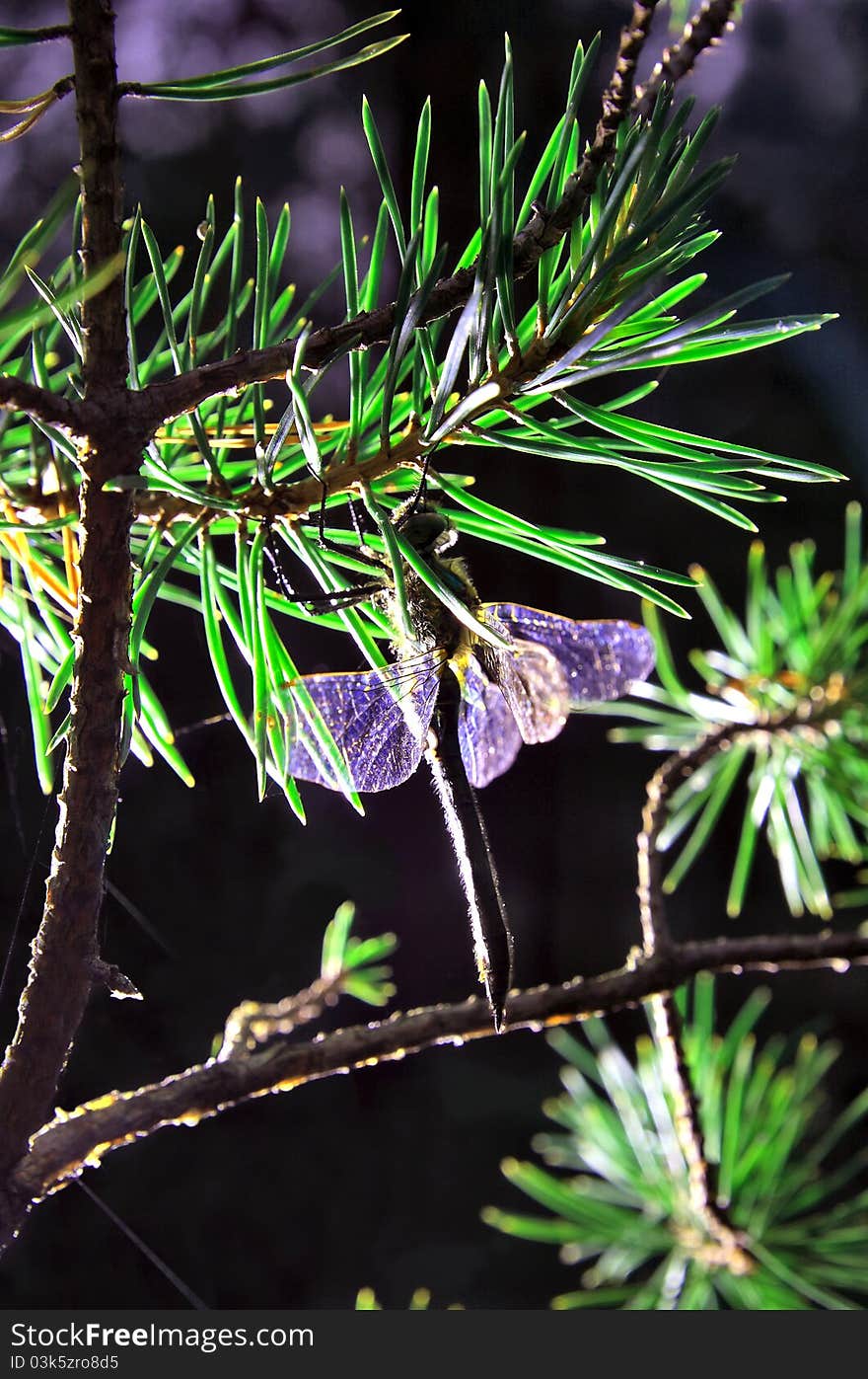 Dragonfly outwaits bad weather on a branch of pine. Dragonfly outwaits bad weather on a branch of pine