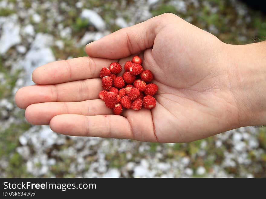 Wild strawberries in a hand