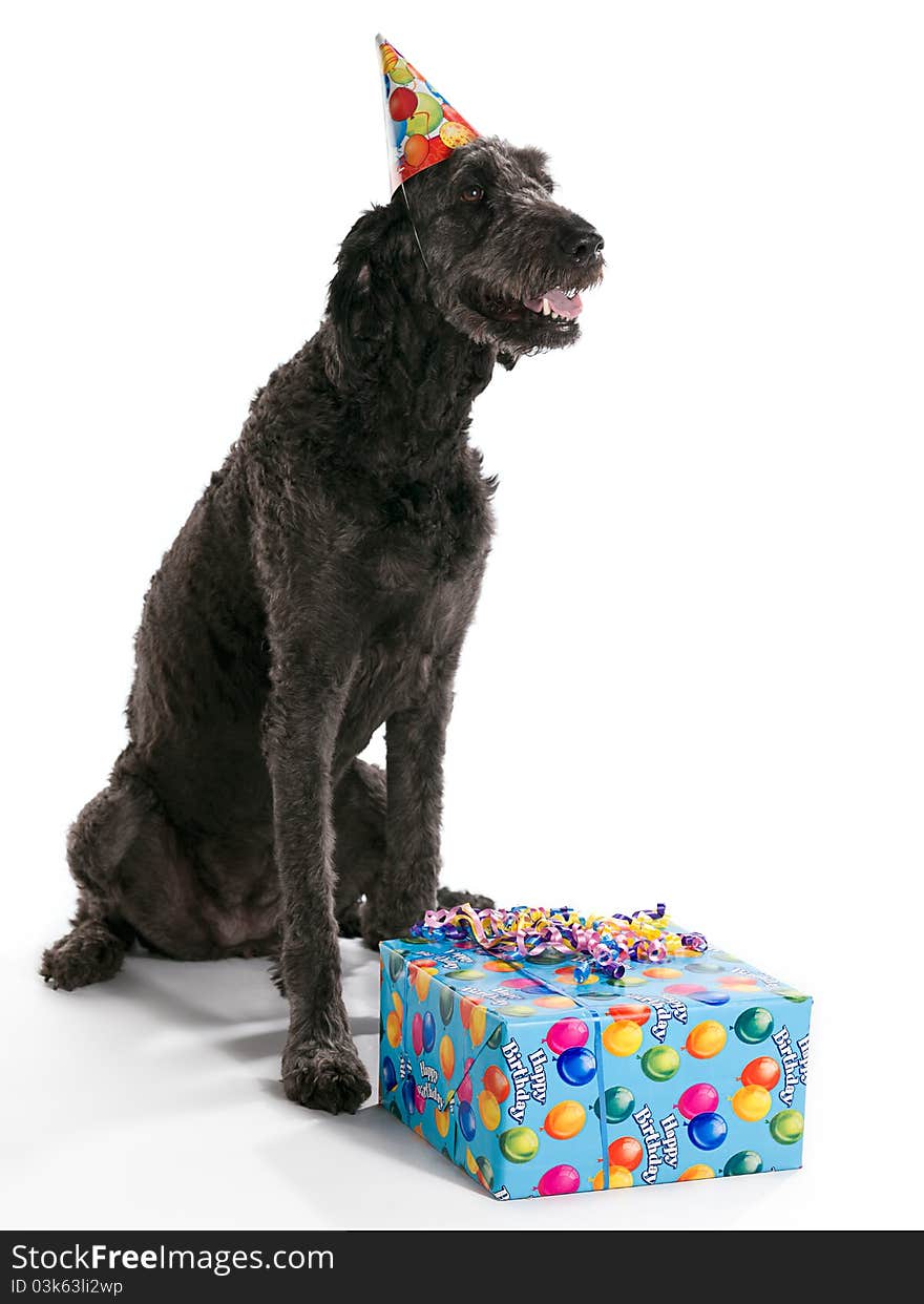 A Labradoodle with a birthday present. A Labradoodle with a birthday present