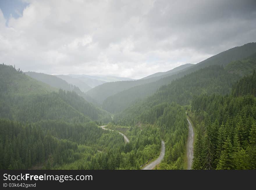 Deep misty woods