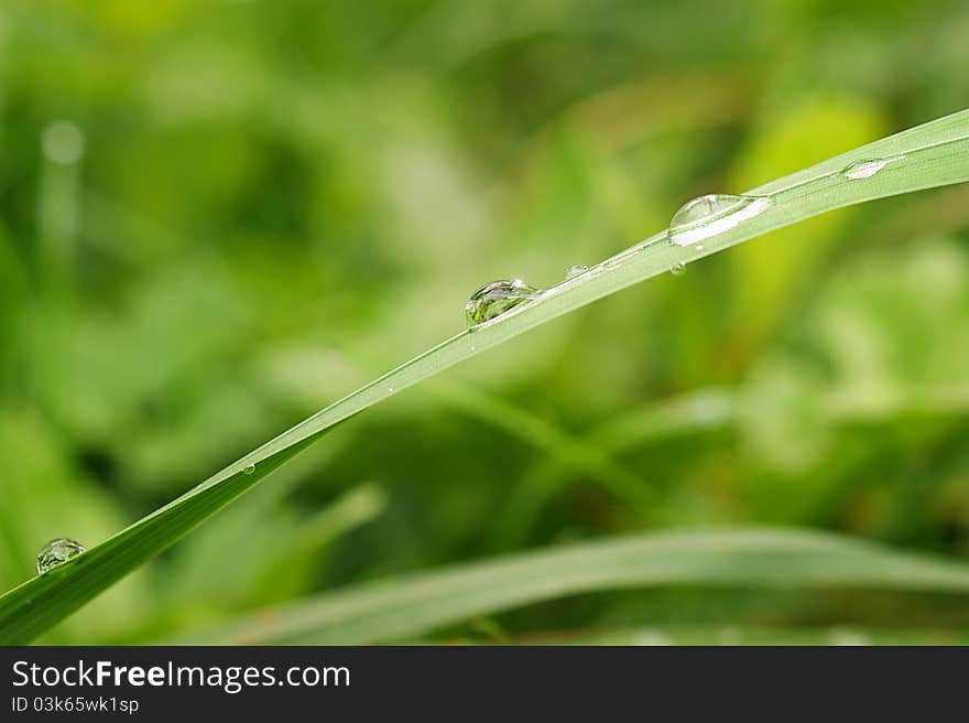 Water on a grass, after a rain, in a garden. Water on a grass, after a rain, in a garden