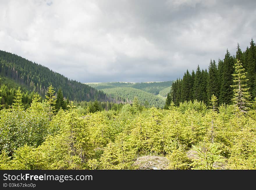 Young green mountain forest in a summer day