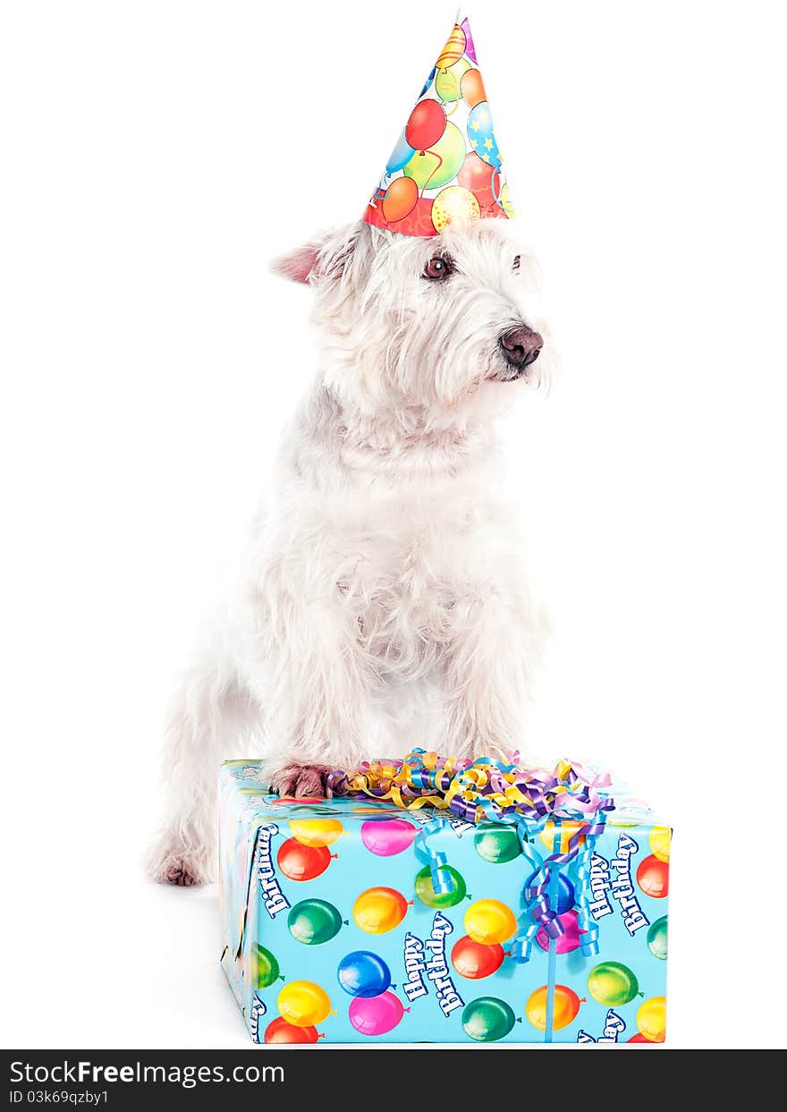 A westie standing on a birthday presesnt. A westie standing on a birthday presesnt