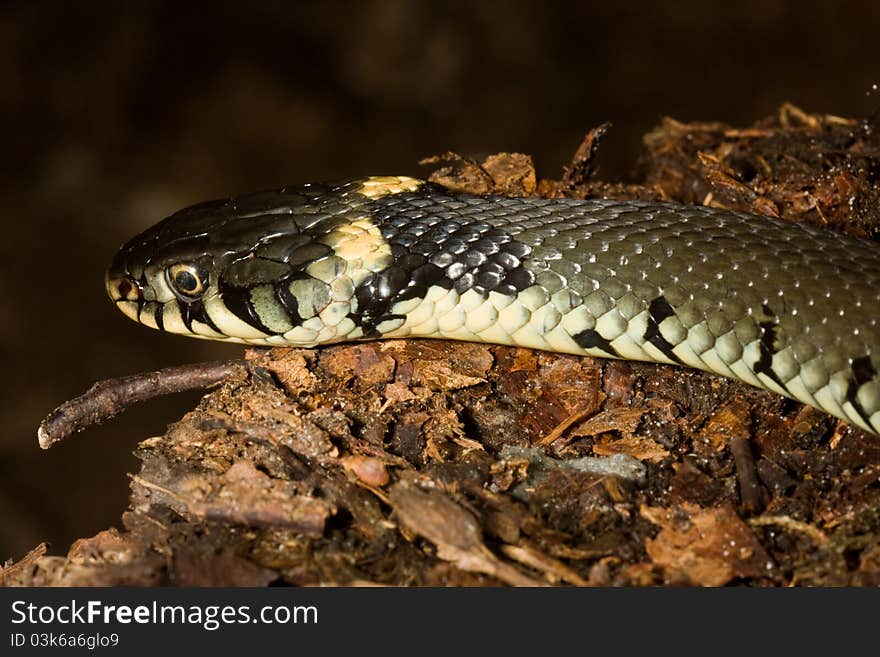 Grass Snake