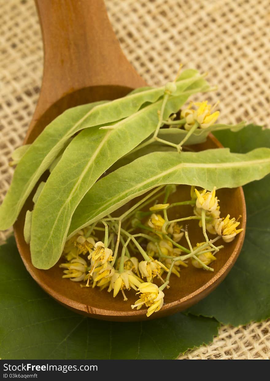 Herbs on the wooden background. Herbs on the wooden background