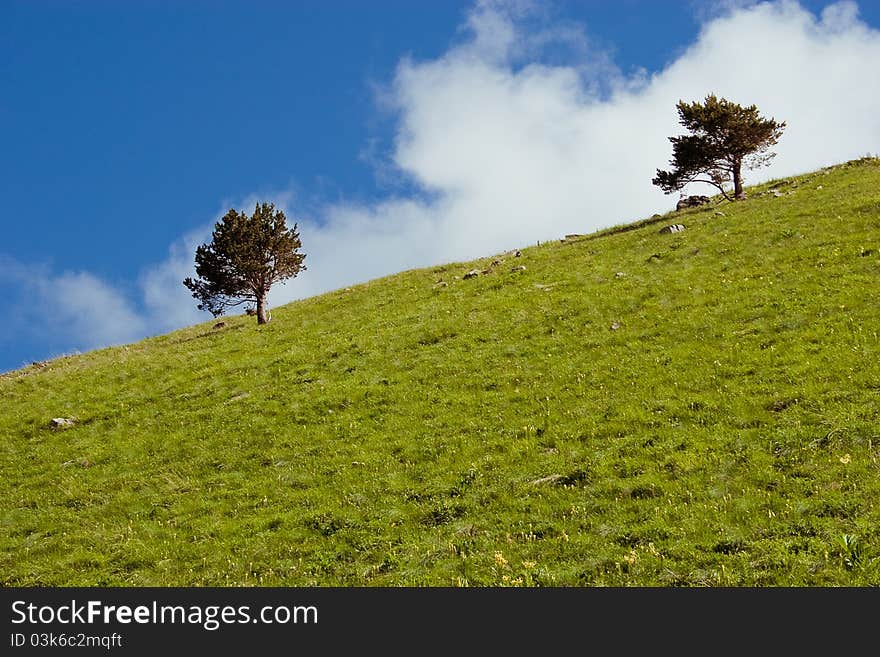 Two green tree on green field. Two green tree on green field